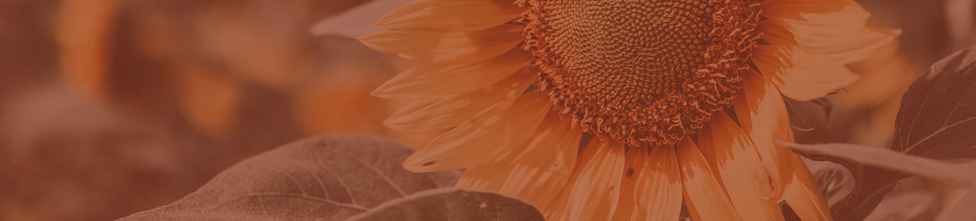 field of sunflowers with a close up shot of a sunflower