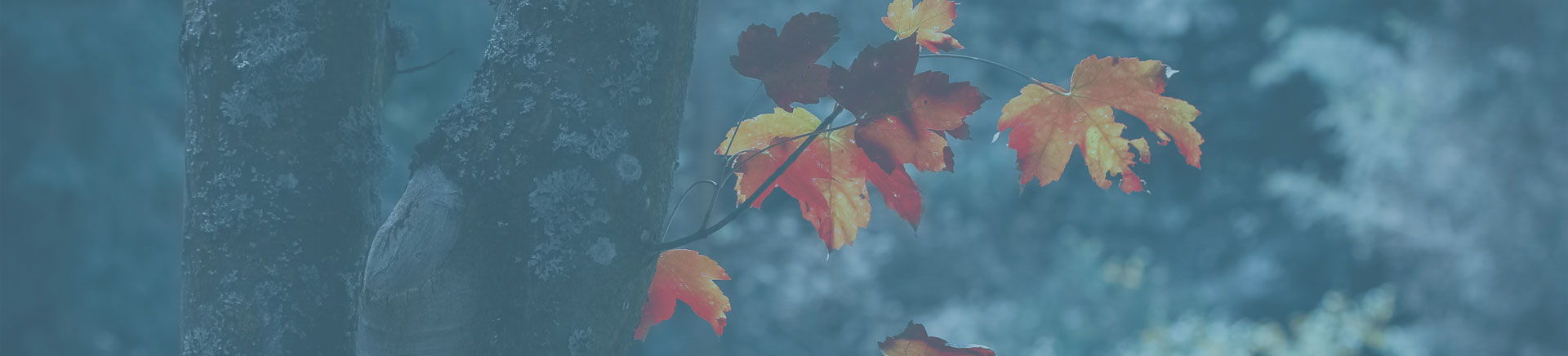 close up of fall foliage and a tree trunk